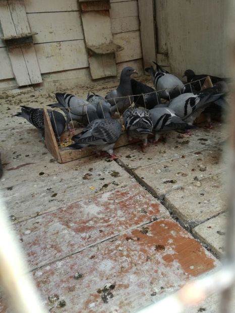  - 2018-Prima serie de pui