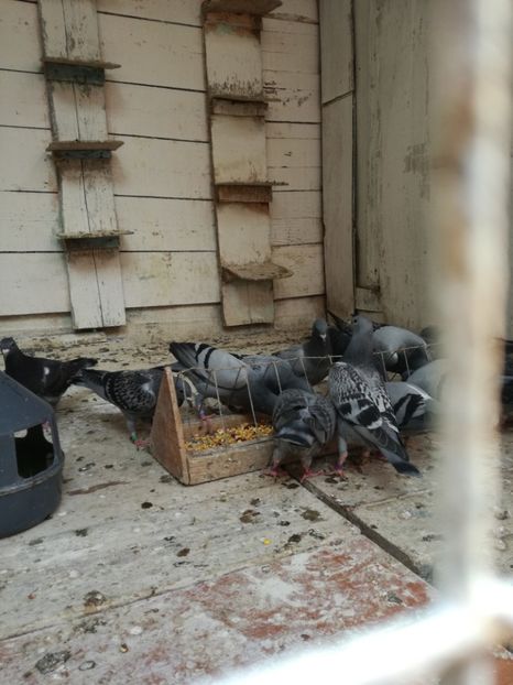  - 2018-Prima serie de pui