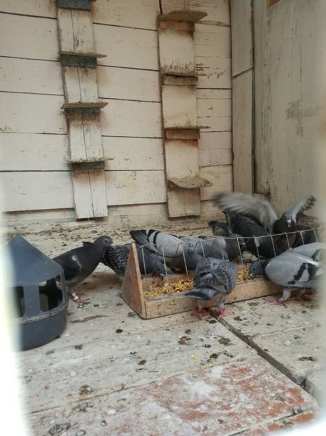  - 2018-Prima serie de pui