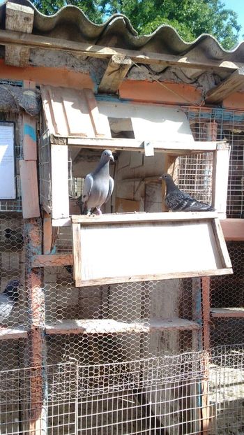 IMG-20180514-WA0017 - 2018-Prima serie de pui