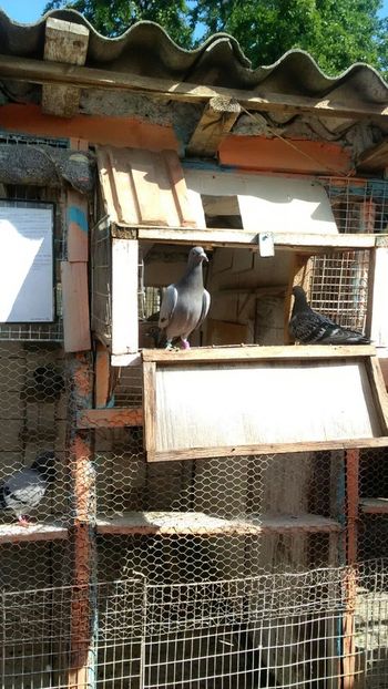 IMG-20180514-WA0018 - 2018-Prima serie de pui