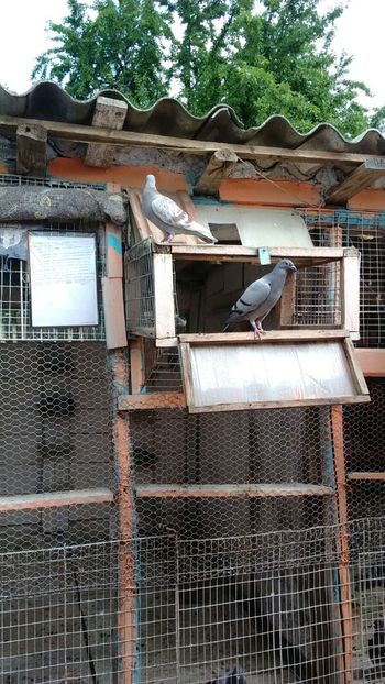 IMG-20180514-WA0025 - 2018-Prima serie de pui