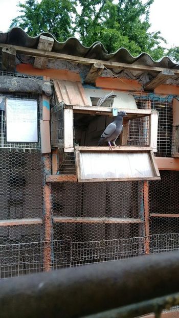 IMG-20180514-WA0026 - 2018-Prima serie de pui