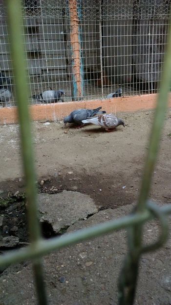 IMG-20180514-WA0027 - 2018-Prima serie de pui