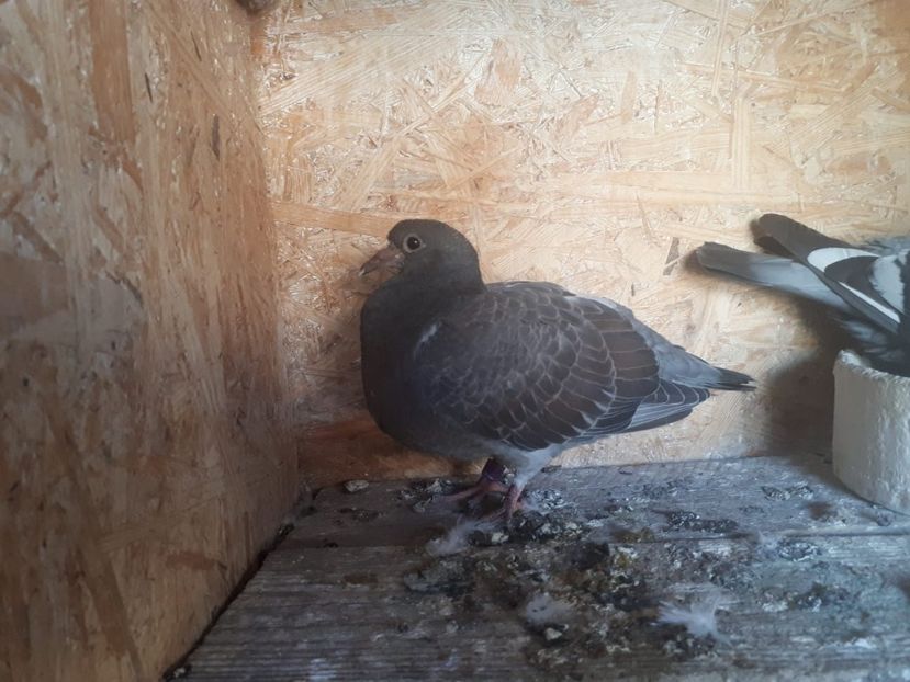 IMG-20180517-WA0005 - 2018-Prima serie de pui