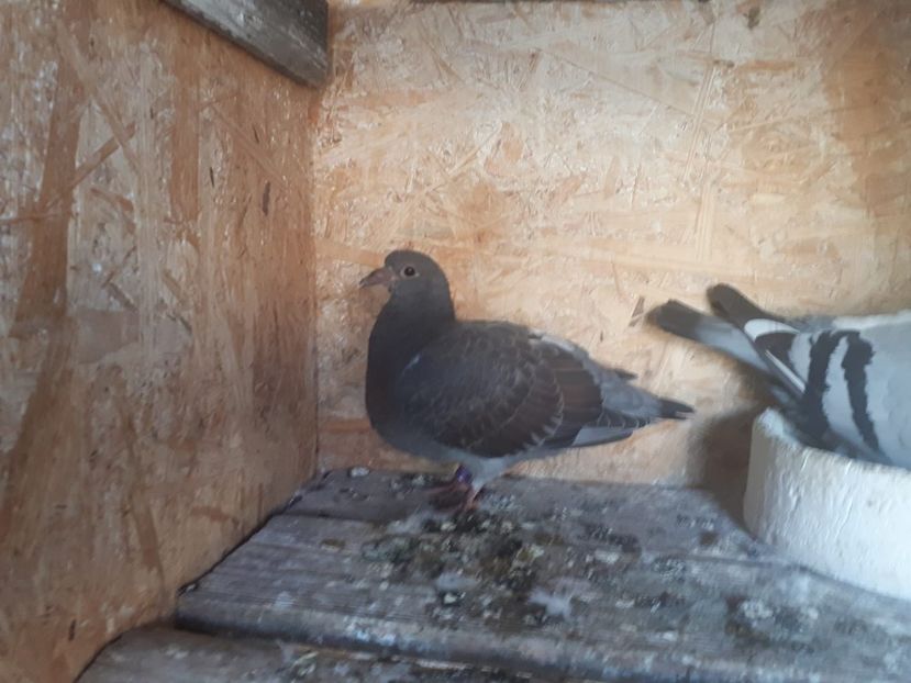 IMG-20180517-WA0006 - 2018-Prima serie de pui