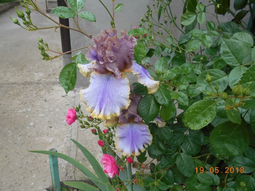 Bratislavan - 3Irisi 2018