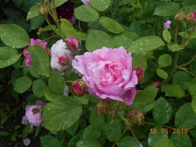  - 3Trandafiri 2018
