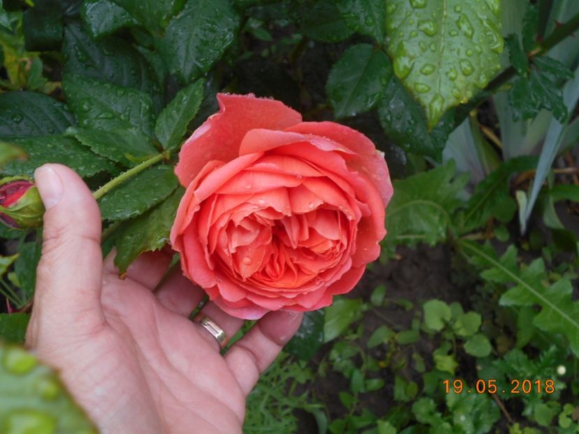 19.05.2018 - Summer Song