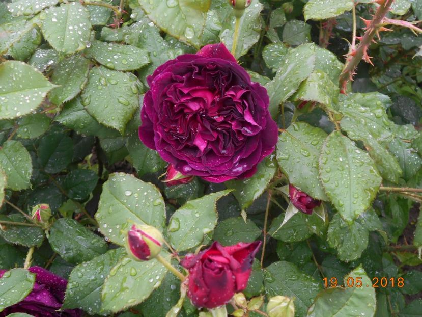 19.05.2018 - Munstead Wood