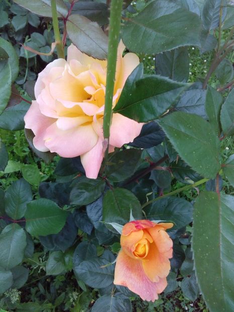  - TRANDAFIRI 2017_2018