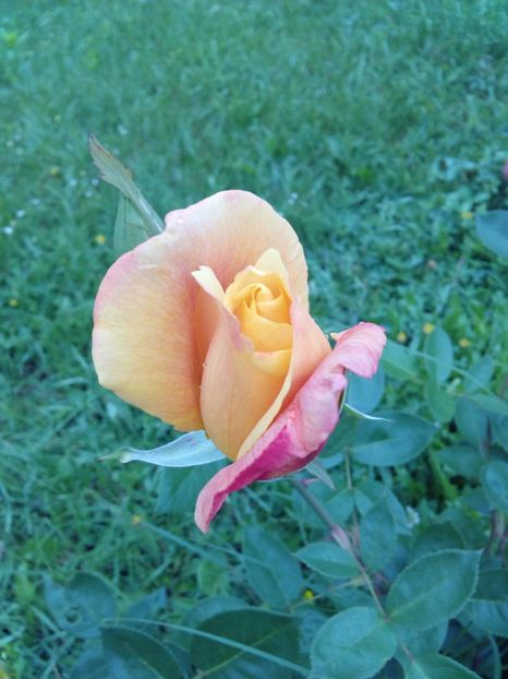  - TRANDAFIRI 2017_2018