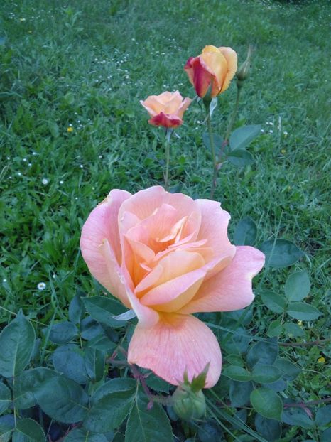  - TRANDAFIRI 2017_2018