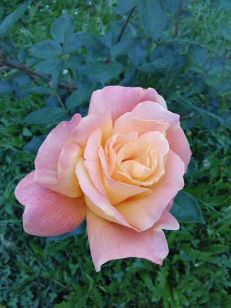  - TRANDAFIRI 2017_2018