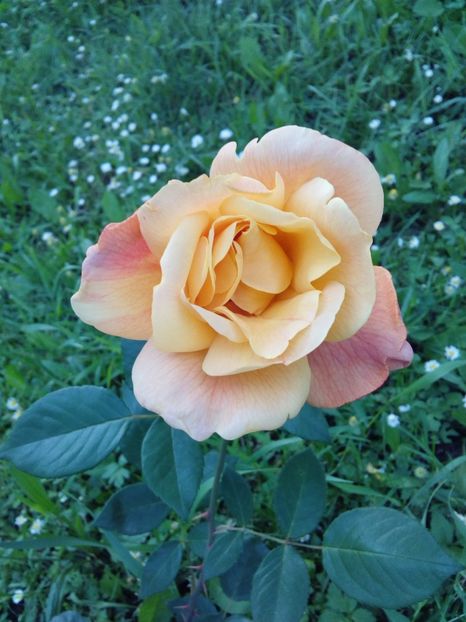  - TRANDAFIRI 2017_2018