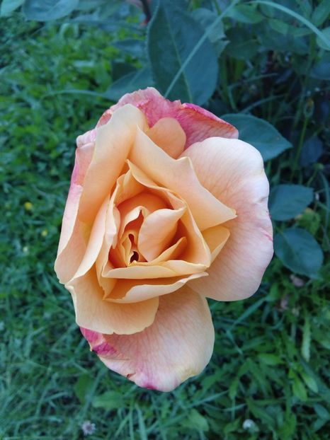  - TRANDAFIRI 2017_2018