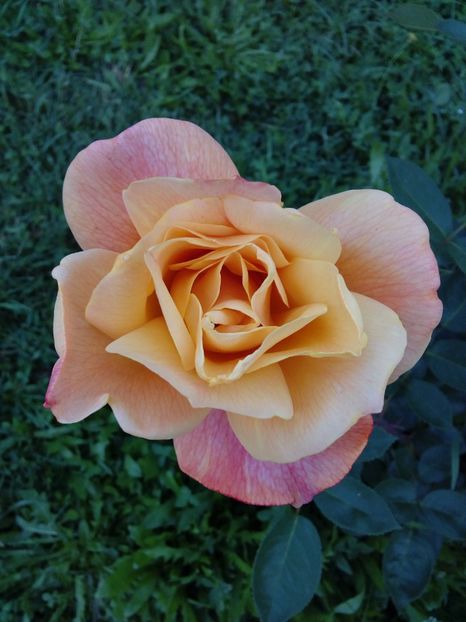  - TRANDAFIRI 2017_2018