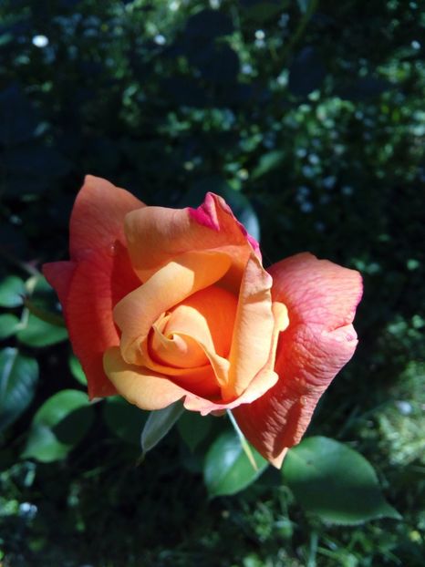  - TRANDAFIRI 2017_2018