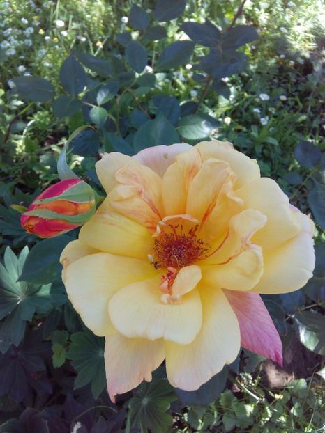  - TRANDAFIRI 2017_2018