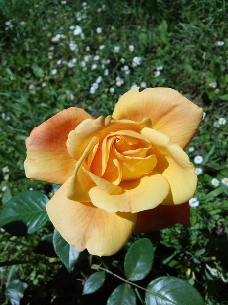  - TRANDAFIRI 2017_2018