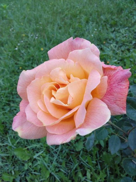  - TRANDAFIRI 2017_2018