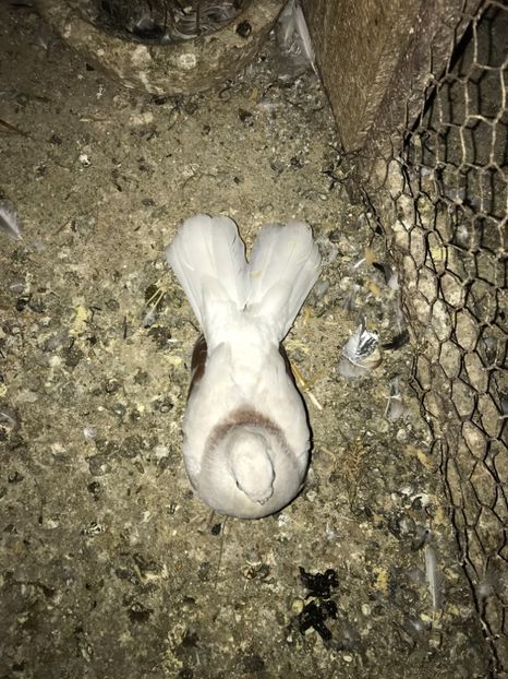 698781B9-68EB-4A51-8A2E-F437360E41DE - Zburători Argintii