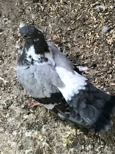 57A254D6-6AE1-4766-99DF-E245D1D044F9 - Panduri - nu ii mai dețin