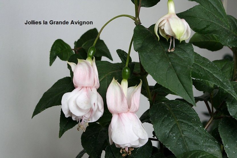 19.05.18 - 02 Fuchsia