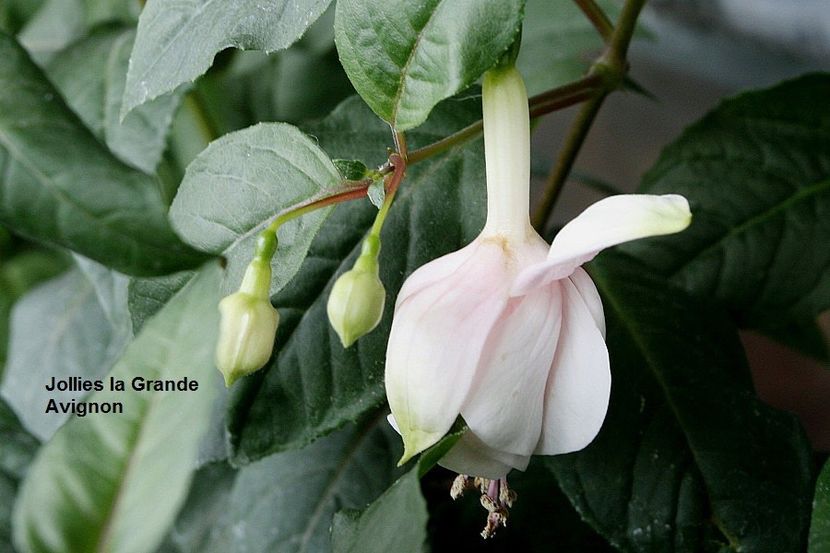 19.05.18 - 02 Fuchsia