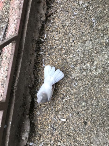 3C90E1F0-0860-4F71-9896-B481B86BAA77 - Zburători Argintii