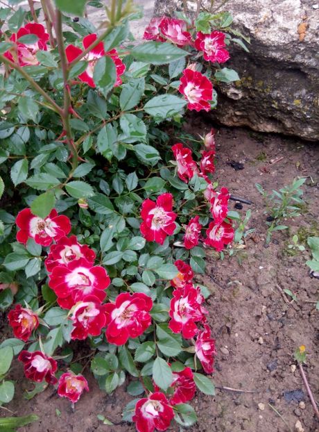 2018-19 mai - Little artist