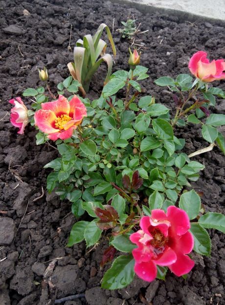 2018-19 mai - Sunshine Babylon Eyes