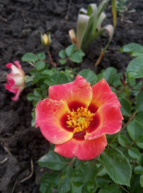 2018-19 mai - Sunshine Babylon Eyes