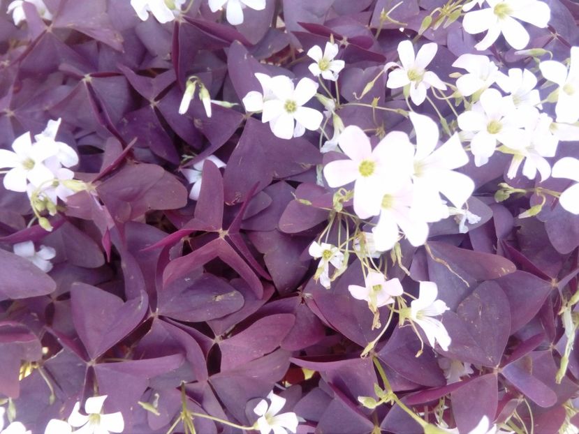  - plante de interior