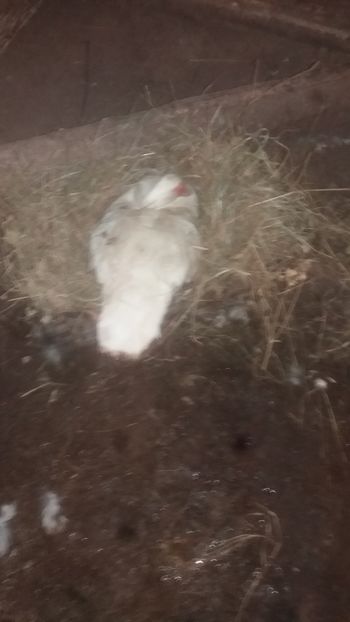  - 002 A doua cloşca