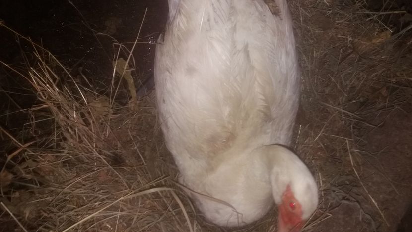  - 002 A doua cloşca