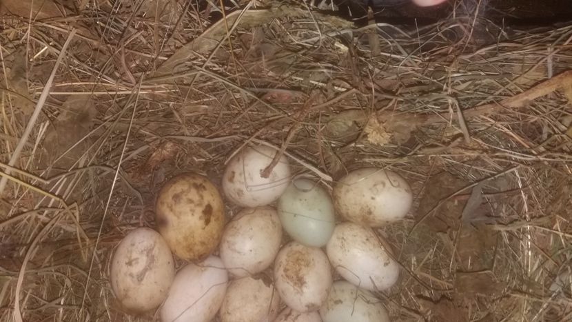 Au ajuns! 3 nu erau bune. - 002 A doua cloşca