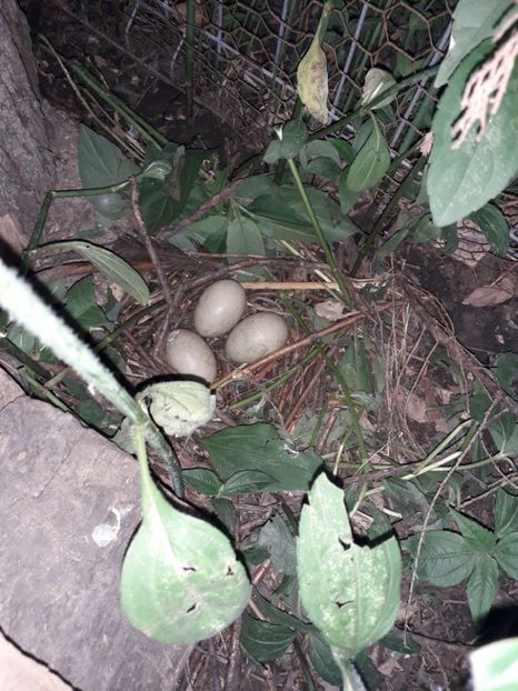  - Rata Peposaca - Netta peposaca