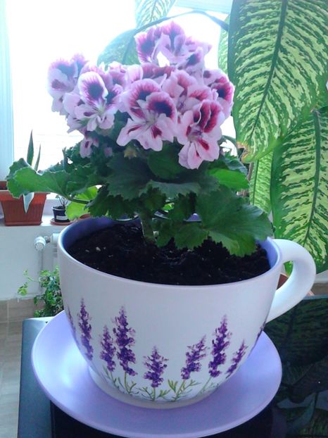  - FLORILE MELE
