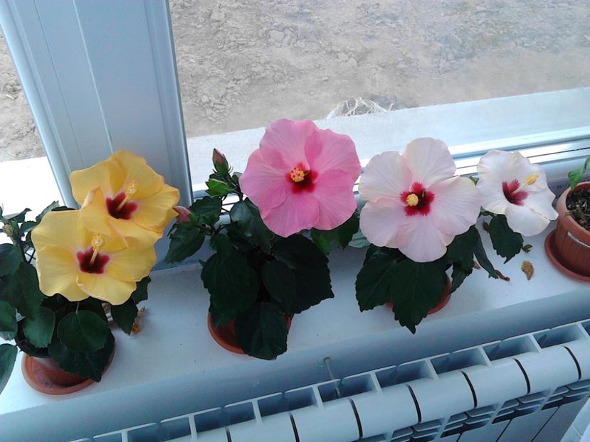  - FLORILE MELE