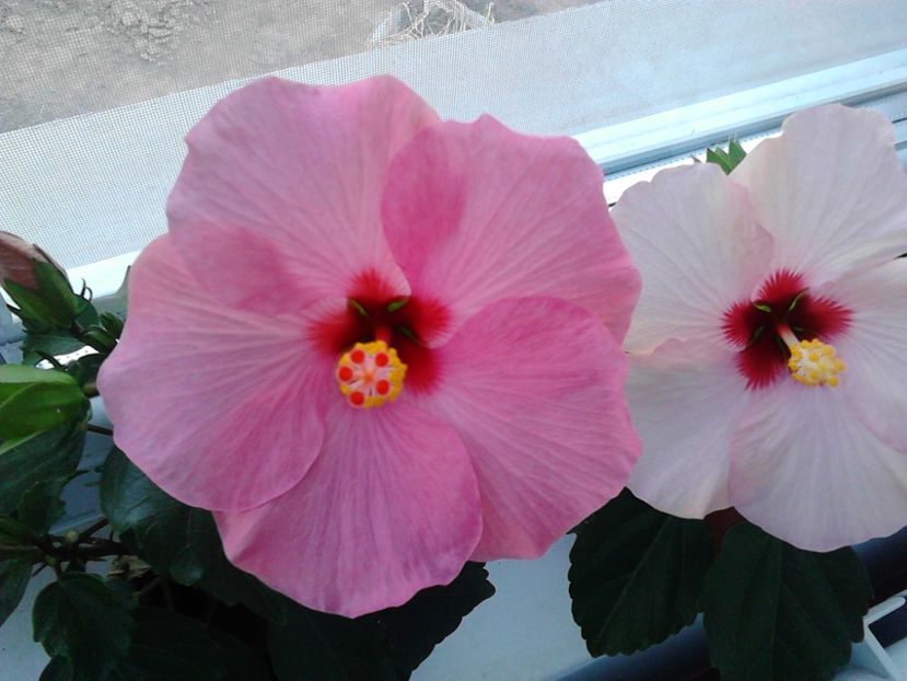  - FLORILE MELE