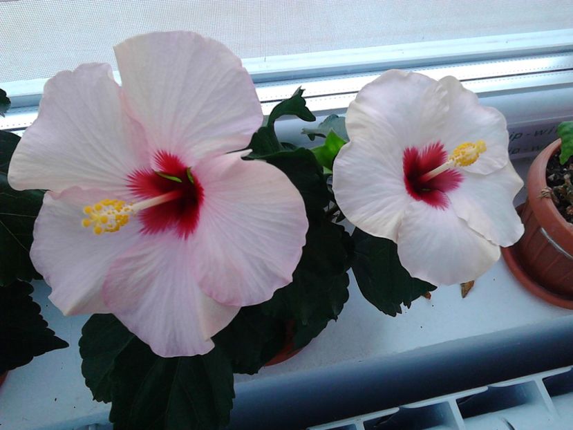  - FLORILE MELE