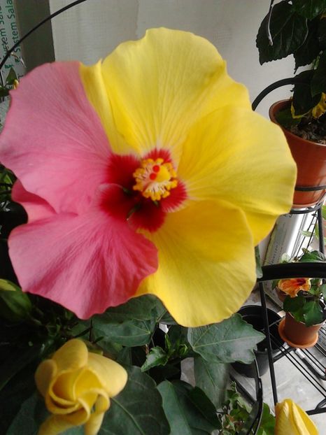  - FLORILE MELE