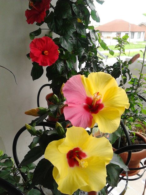  - FLORILE MELE