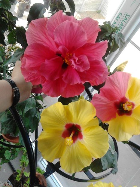  - FLORILE MELE