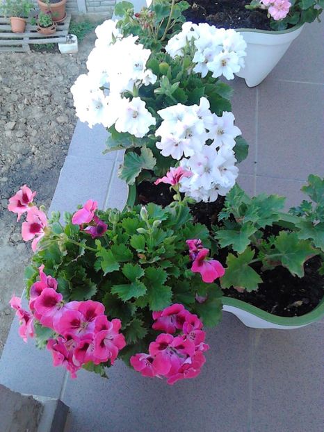  - FLORILE MELE