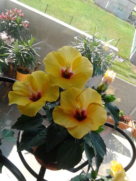  - FLORILE MELE