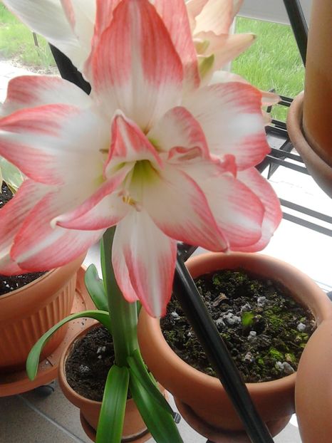 Amaryllis Peacook - AMARYLLIS