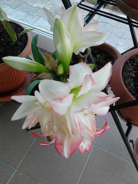  - AMARYLLIS