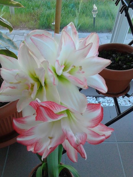  - AMARYLLIS